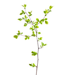 Branch with young green spring leaves isolated on white.