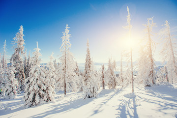 Fototapeta premium Fantastic winter landscape in the mountains of Ukraine