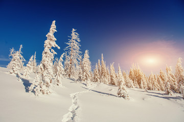 Fantastic winter landscape in the mountains of Ukraine