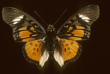Charaxes acraeoides