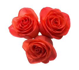 Three orange roses isolated on white background.