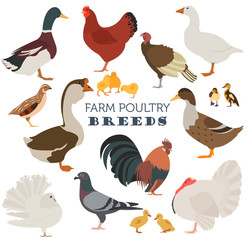 Poultry farming. Chicken, duck, goose, turkey, pigeon, quail ico