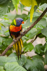 Trichoglossus haematodus / Loriquet à tête bleue