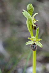 Ophrys arachnitiformis / Ophrys en forme d'araignée