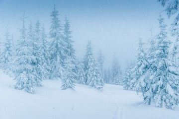 Obraz na płótnie Canvas magical winter snow covered tree 