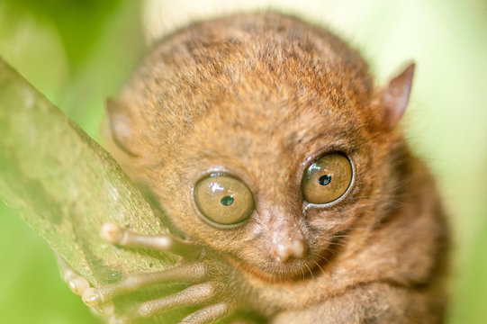 Tarsier monkey in natural environment