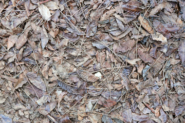 Dry leaf on ground