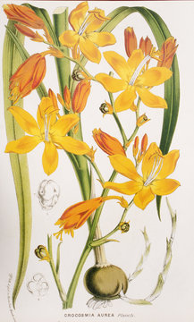 Illustration botanique / Crocosmia aurea