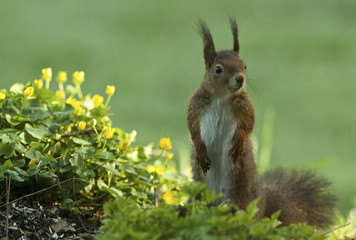 Sciurus vulgaris / Ecureuil roux