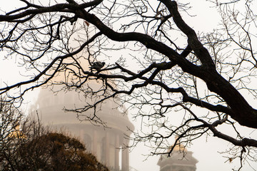 St. Isaac's Cathedral in the fog through the branches of a tree with pigeon.