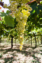Branch of green grapes on a vineyard sunny summer day.