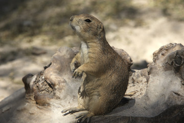 Cynomys ludovicianus / Chien de prairie