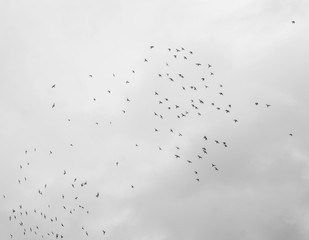 Flock of birds flying high, against a pale sky with a few clouds