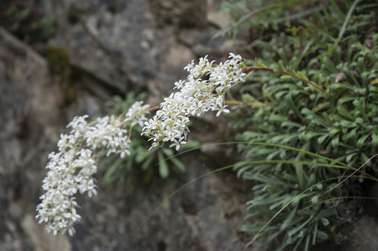 Saxifraga callosa subsp. lingulata / Saxifrage à feuilles en languette