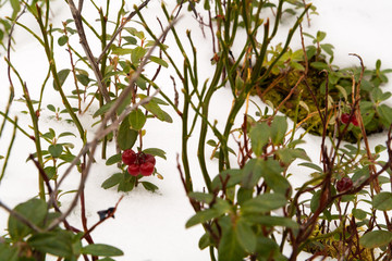 Bushes frozen red cranberries on the snow.