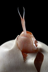 Lampropeltis hondurensis albinos  / Couleuvre