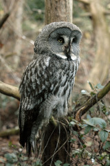 Strix nebulosa / Chouette lapone