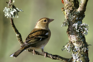 Fringilla coelebs / Pinson des arbres