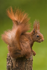 Sciurus vulgaris / Ecureuil roux