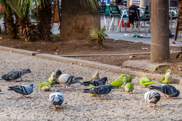 Pigeons and green parrots sitting on the ground.