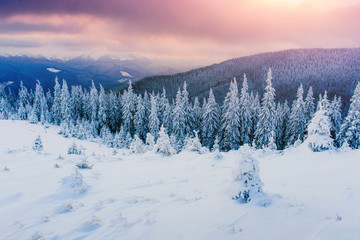 Fototapeta na wymiar winter landscape trees in frost 