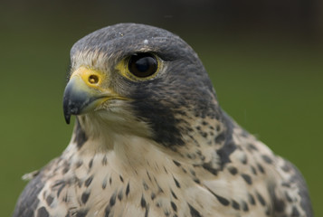 Falco peregrinus/ Faucon pélerin