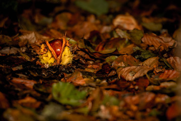Die Kastanie schlüpft