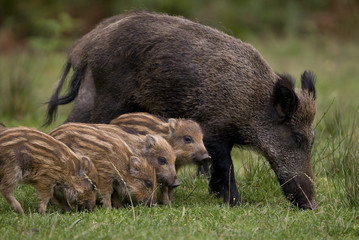 Sus scrofa / Sanglier / Marcassin