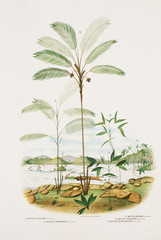 Illustration botanique Palmier/ Bactris syagroides