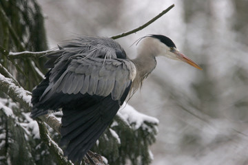 Ardea cinerea / Héron cendré
