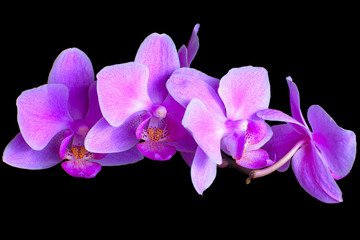 Fototapeta na wymiar Pink orchid on black background
