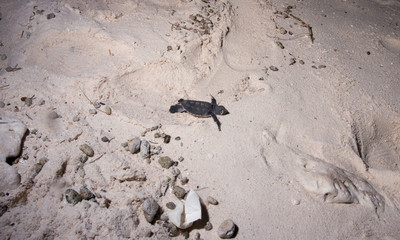 Baby turtle crawling across the beach at night