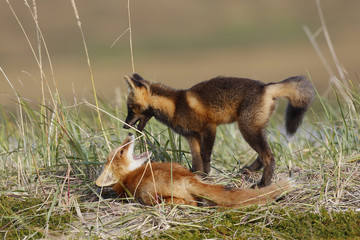 Vulpes vulpes / Renard roux