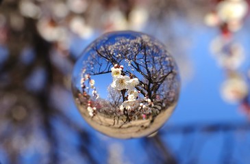 白梅と青空を閉じ込めて