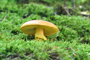 Bottom view on Caesar's mushroom (Amanita caesarea) grows in moss in the forest