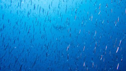 School of small fish in vibrant blue ocean with manta ray in background - obrazy, fototapety, plakaty