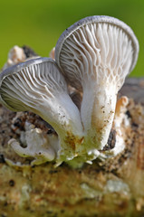 Pleurotus ostreatus - king oyster mushroom, macro shot of young mushrooms grows in forest