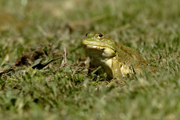 Rana esculenta / Grenouille verte