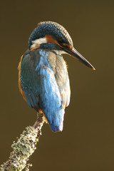 Alcedo atthis / Martin-pêcheur d'Europe