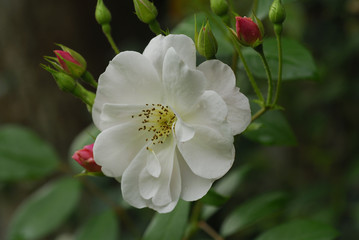 Fototapeta na wymiar Rose 'Sourire d'Orchidée'