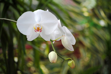 Phalaenopsis cultivars Orchid in peradeniya botanical garden, Sri Lanka