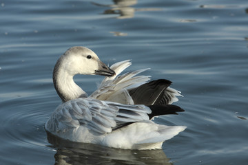 Anser caerulescens / Oie des neiges