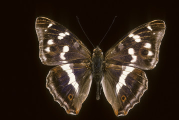 Apatura iris / Grand mars changeant