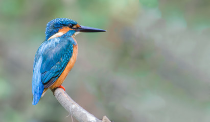 Common Kingfisher 