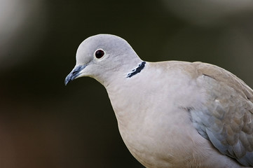 Streptopelia decaocto / Tourterelle turque