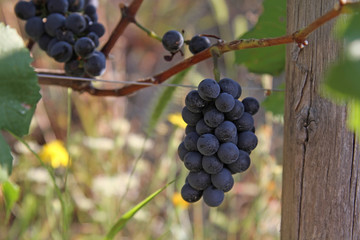 Blue grapes bunch Pinot Noir Slovenia Vipava