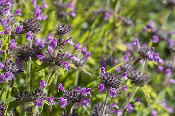 Clinopodium vulgare / Calament clinopode