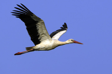 Ciconia ciconia / Cigogne blanche