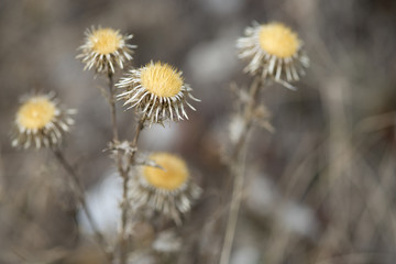 Carlina corymbosa / Carline en corymbe