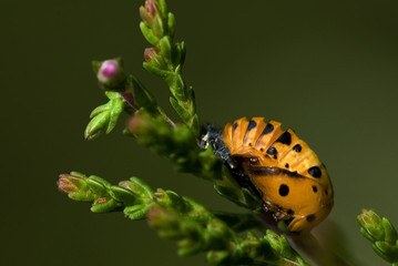 Coccinella septempunctata / Coccinelle à sept points